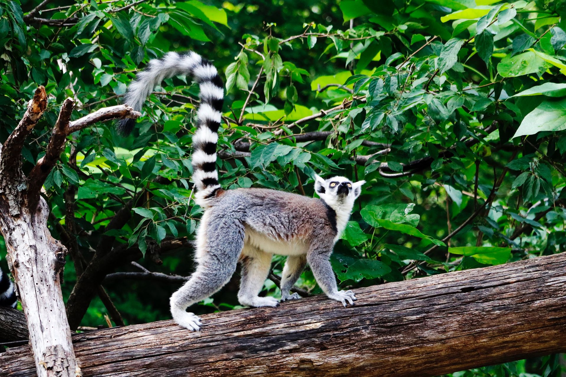 Voyage authentique à Madagascar : Entre biodiversité et culture