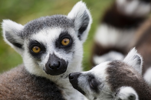 Lemurs Tours