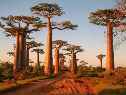 Allée des baobab